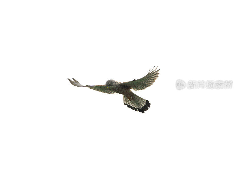 普通红隼(Falco tinnunculus)飞行